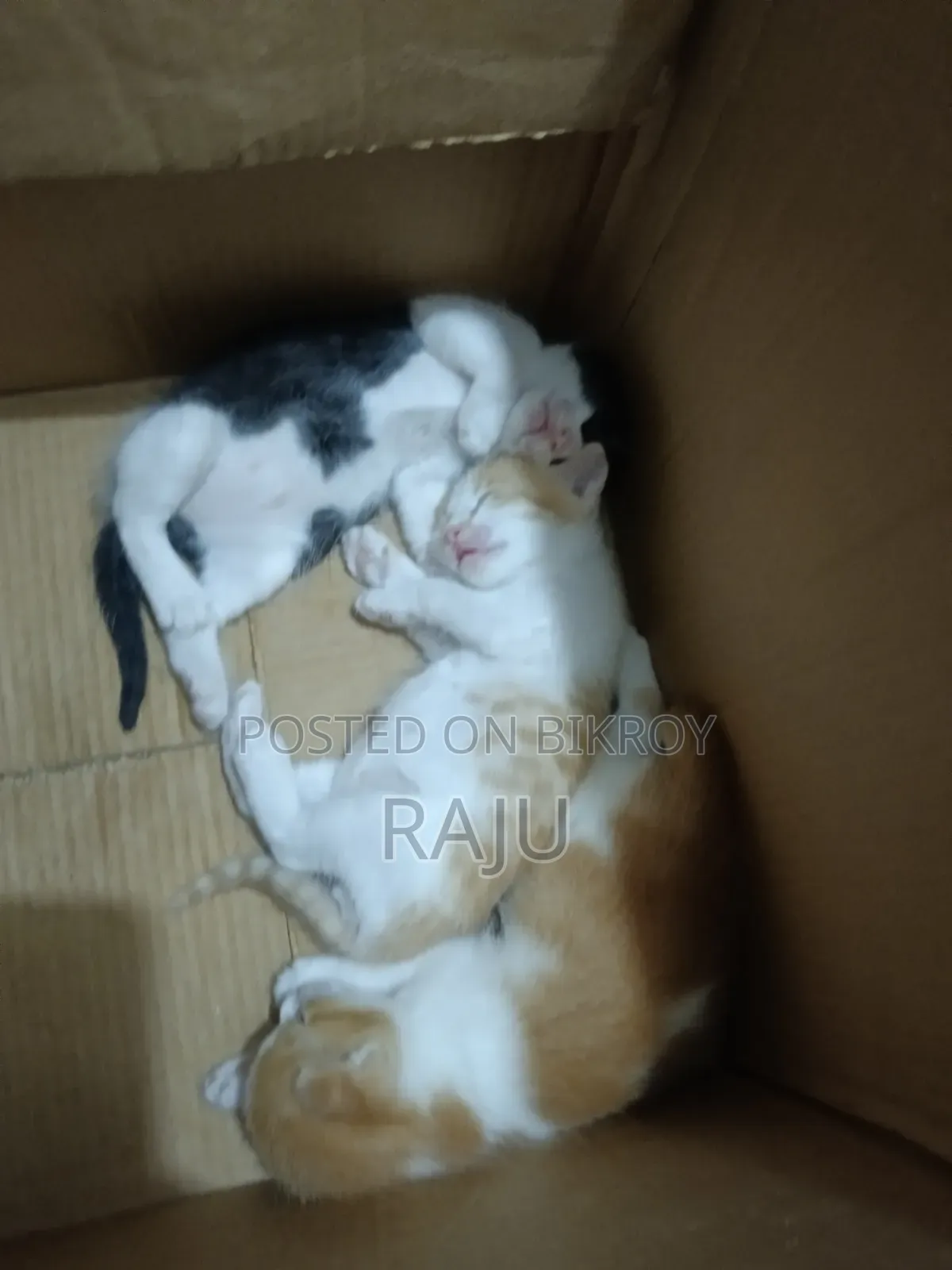 1-3 Months Female Mixed Breed Persian