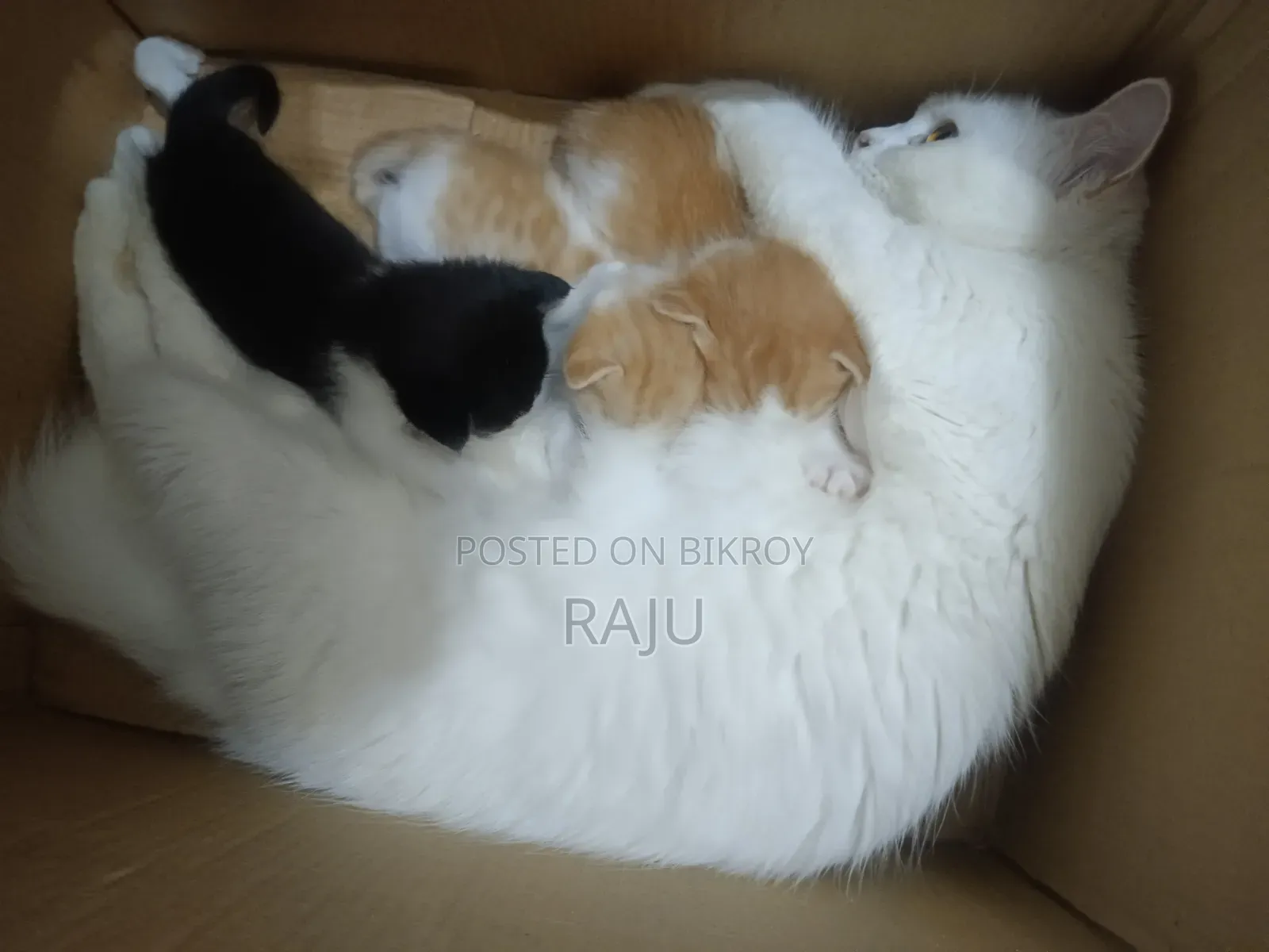 1-3 Months Female Mixed Breed Persian
