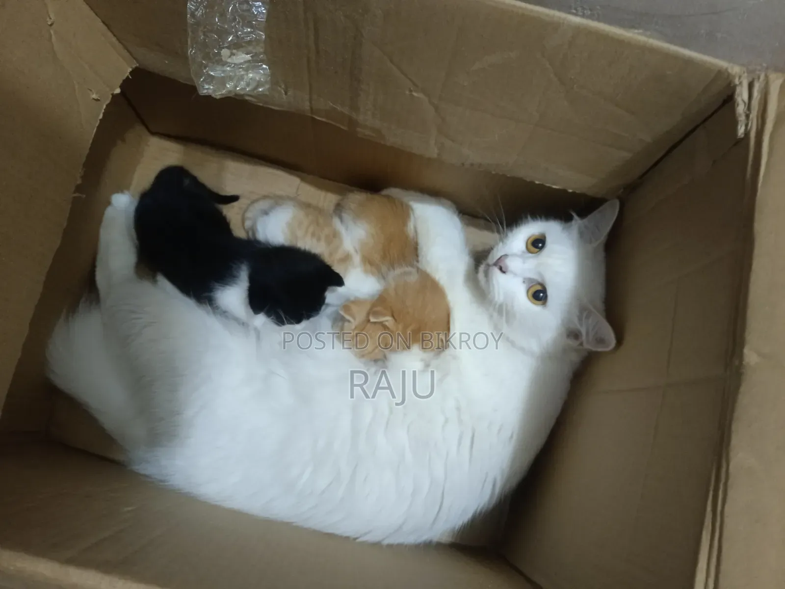 1-3 Months Female Mixed Breed Persian