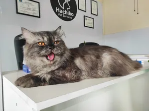 6-12 Months Male Purebred Oriental