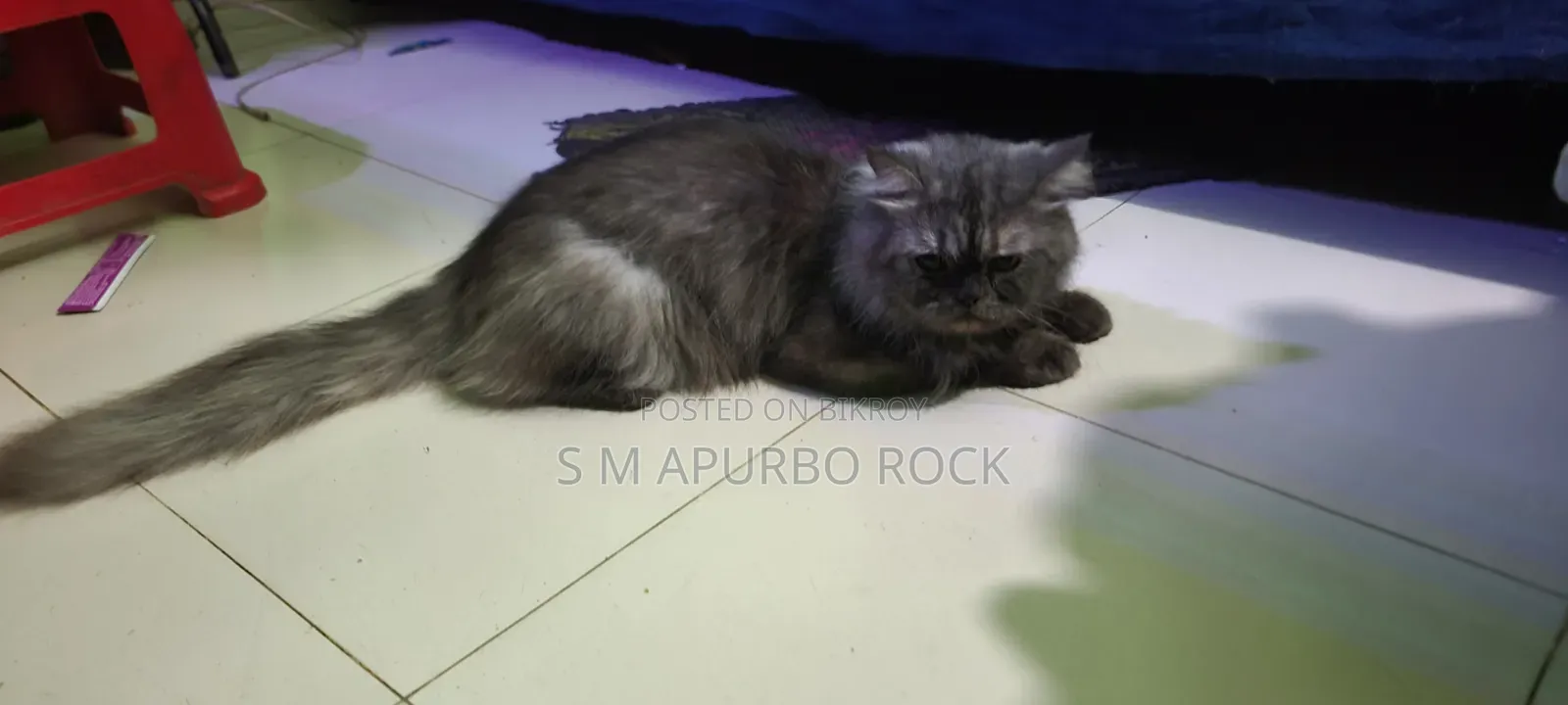 6-12 Months Male Purebred Oriental