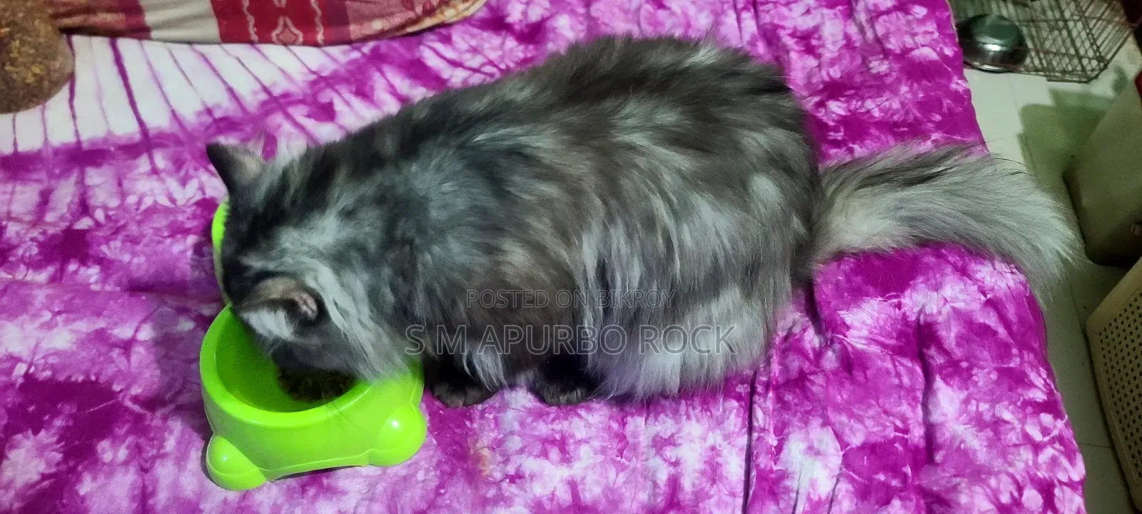 6-12 Months Male Purebred Oriental