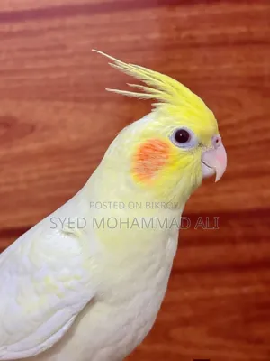 লুটিনো পার্ল ককাটেল পুরুষ