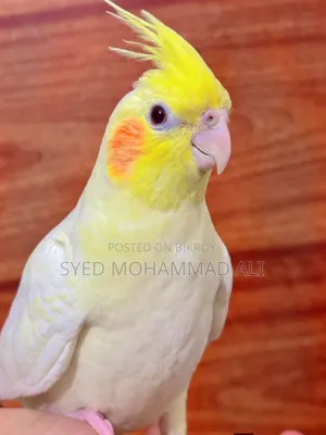 Lutino Pearl Cockatiel Male