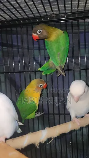 Love Bird For Sale