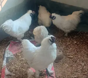 সিল্কি মুরগি Silky Murgi