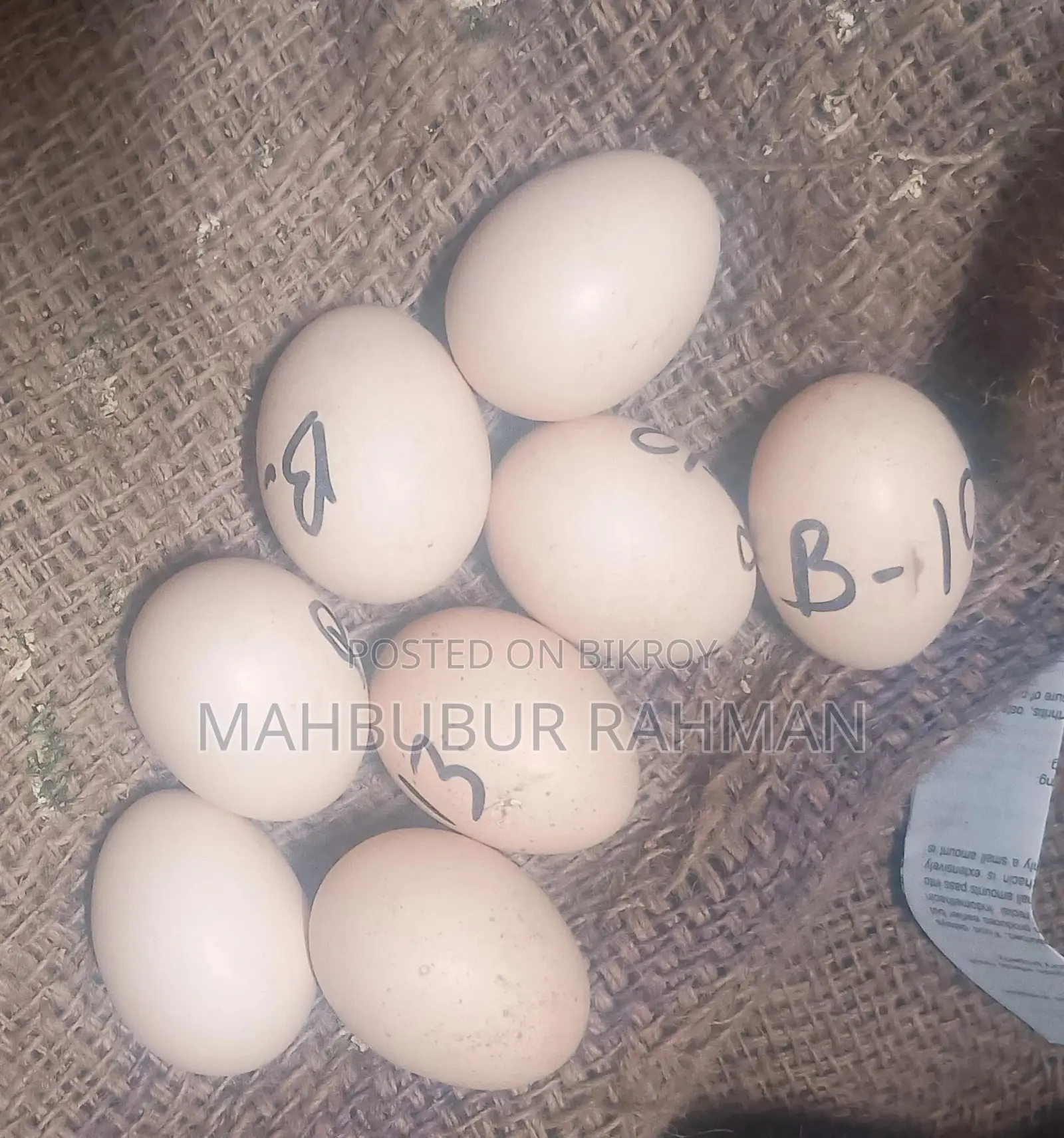 সিল্কি মুরগি Silky Murgi