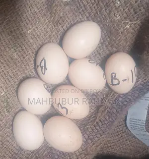 সিল্কি মুরগি Silky Murgi