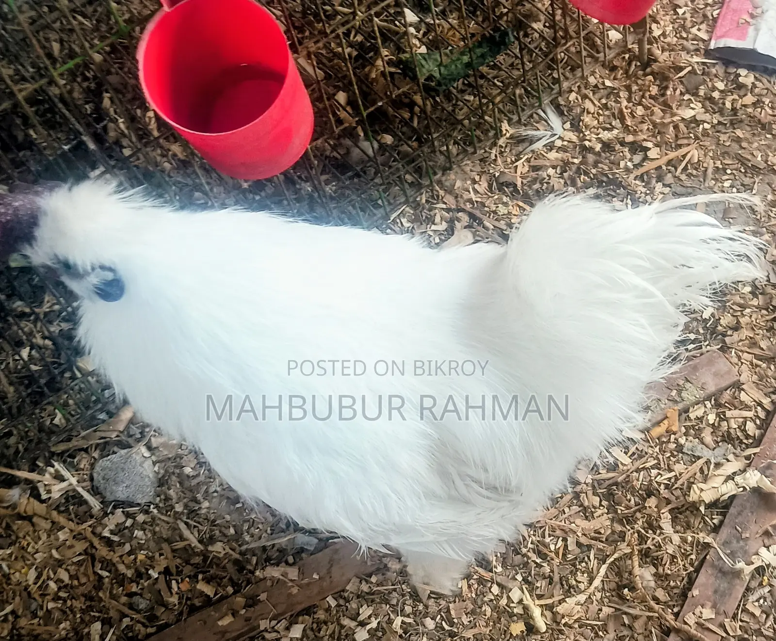 সিল্কি মুরগি Silky Murgi