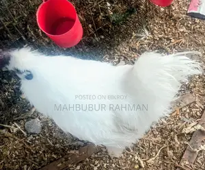 সিল্কি মুরগি Silky Murgi