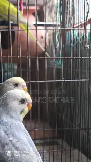 Budgerigar Bird