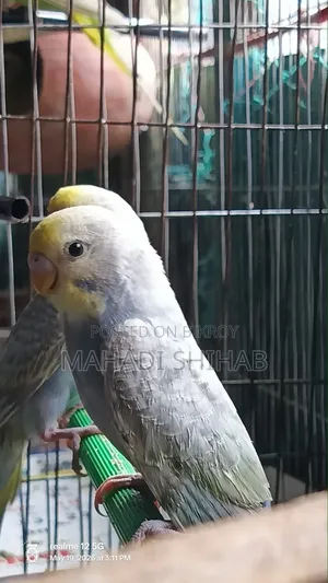 Budgerigar Bird