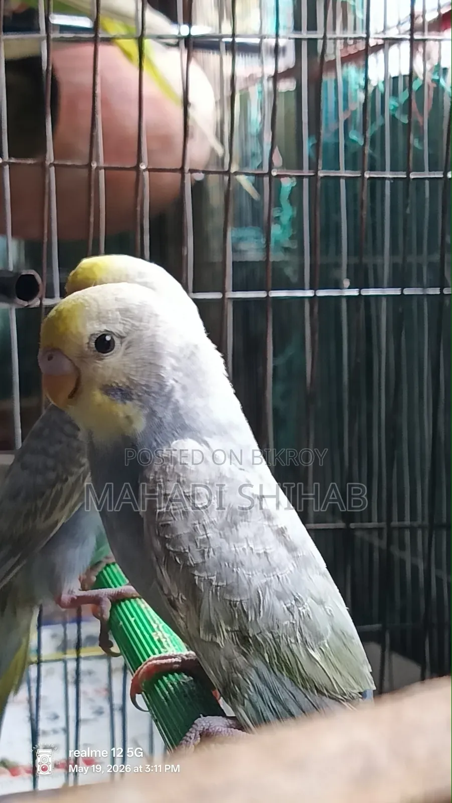 Budgerigar Bird