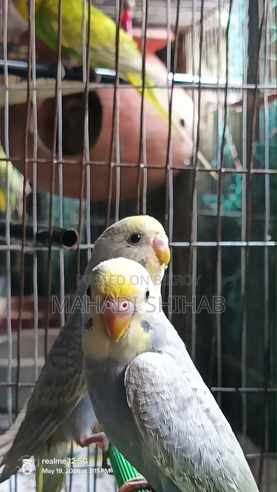 Budgerigar Bird