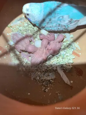 বাজরিকা এডাল্ট জোড়া