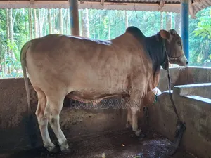 পালিতো গরু বিক্রয় করা হবে
