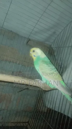 Pair of birds for sale, will lay eggs within 20 days, must pick up from location