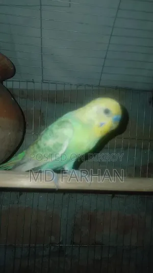 Pair of birds for sale, will lay eggs within 20 days, must pick up from location