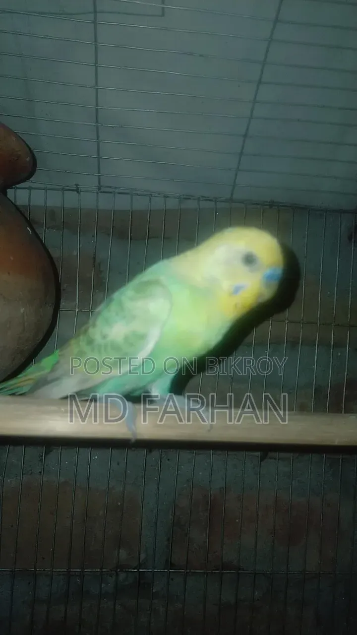 Pair of birds for sale, will lay eggs within 20 days, must pick up from location