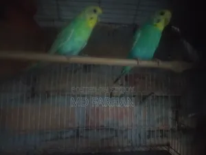 Pair of birds for sale, will lay eggs within 20 days, must pick up from location
