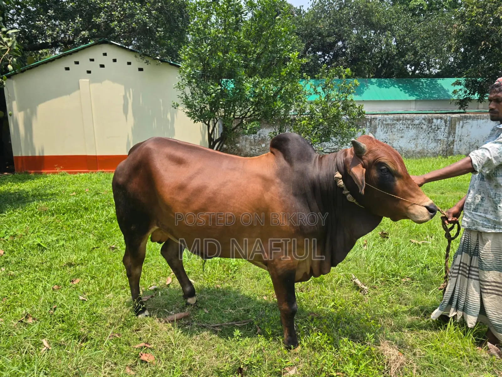শাহিওয়াল জাতের ষাঁড়, আশুলিয়া সাইপাড়া গ্রাম, ঢাকা
