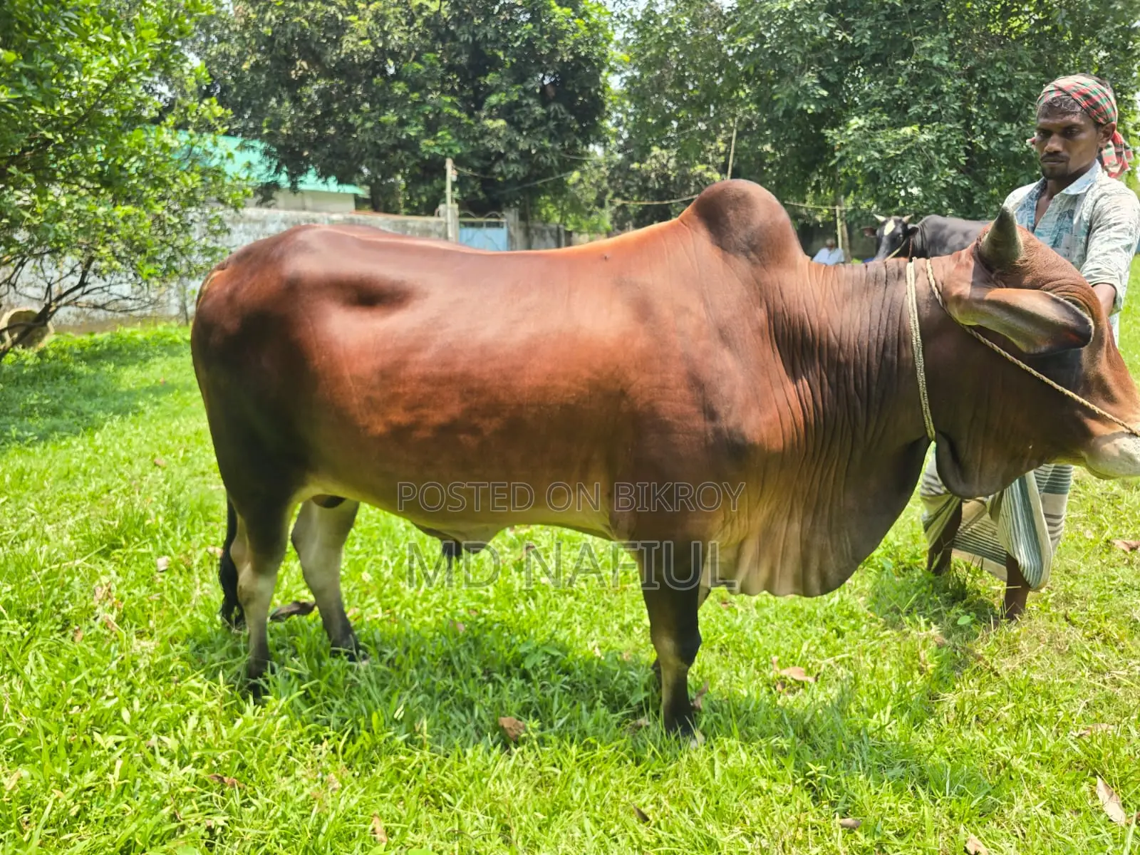 শাহিওয়াল জাতের ষাঁড়, আশুলিয়া সাইপাড়া গ্রাম, ঢাকা