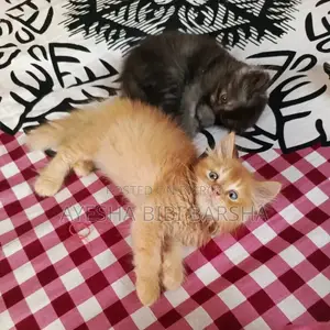 ১-৩ মাসের খাঁটি জাতের পার্সিয়ান পুরুষ ছানা