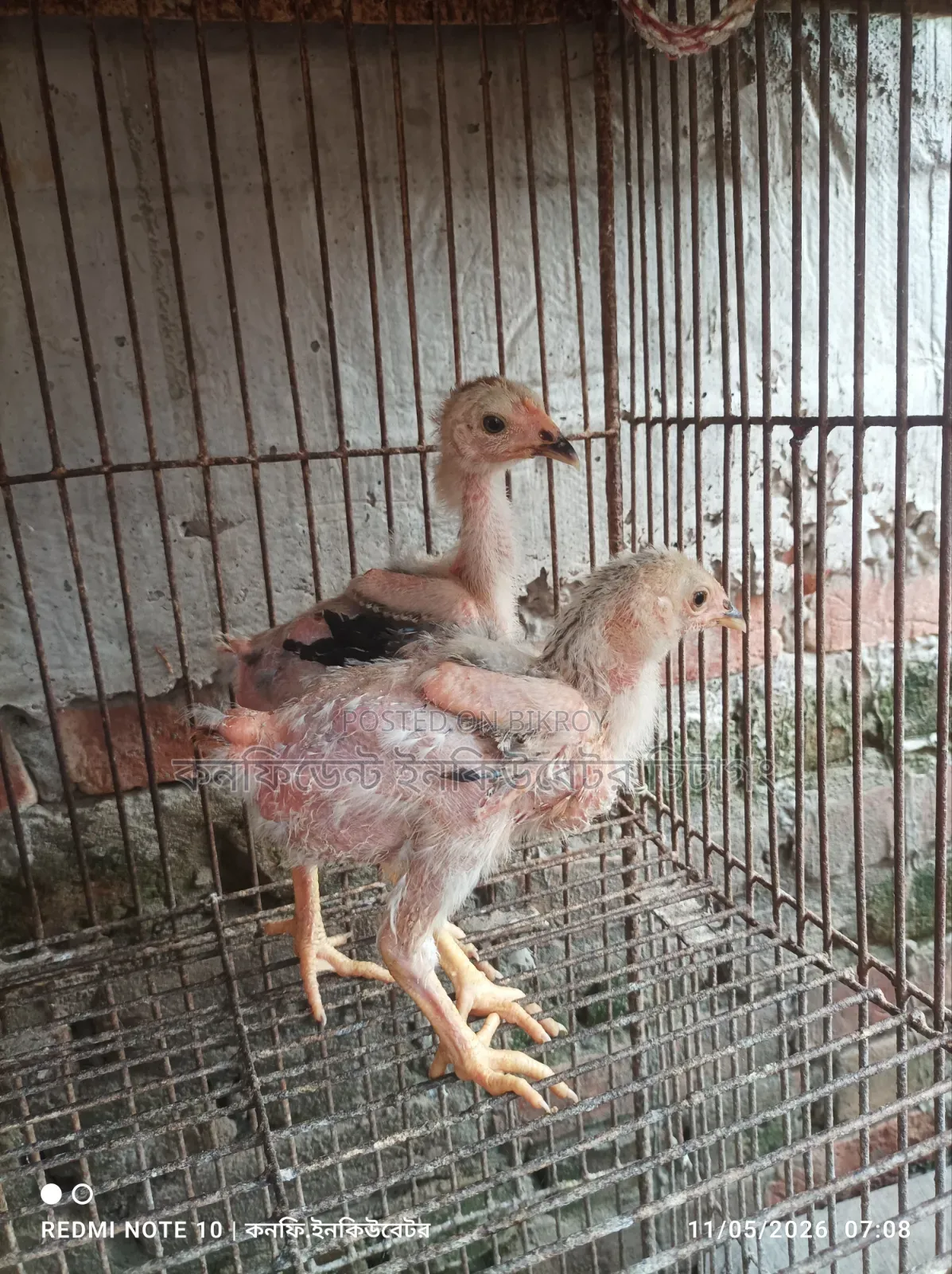 পাহাড়ি লাইজ্জা ১.৫মাসের