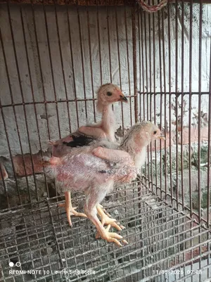 পাহাড়ি লাইজ্জা ১.৫মাসের
