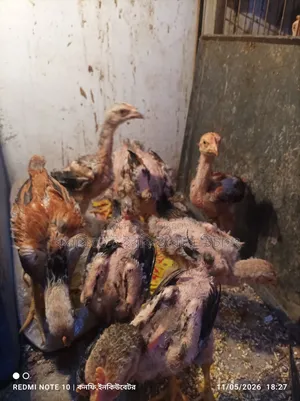 পাহাড়ি লাইজ্জা ১.৫মাসের