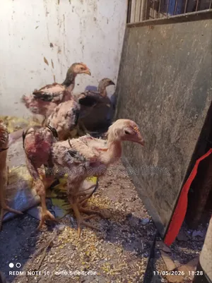 পাহাড়ি লাইজ্জা ১.৫মাসের