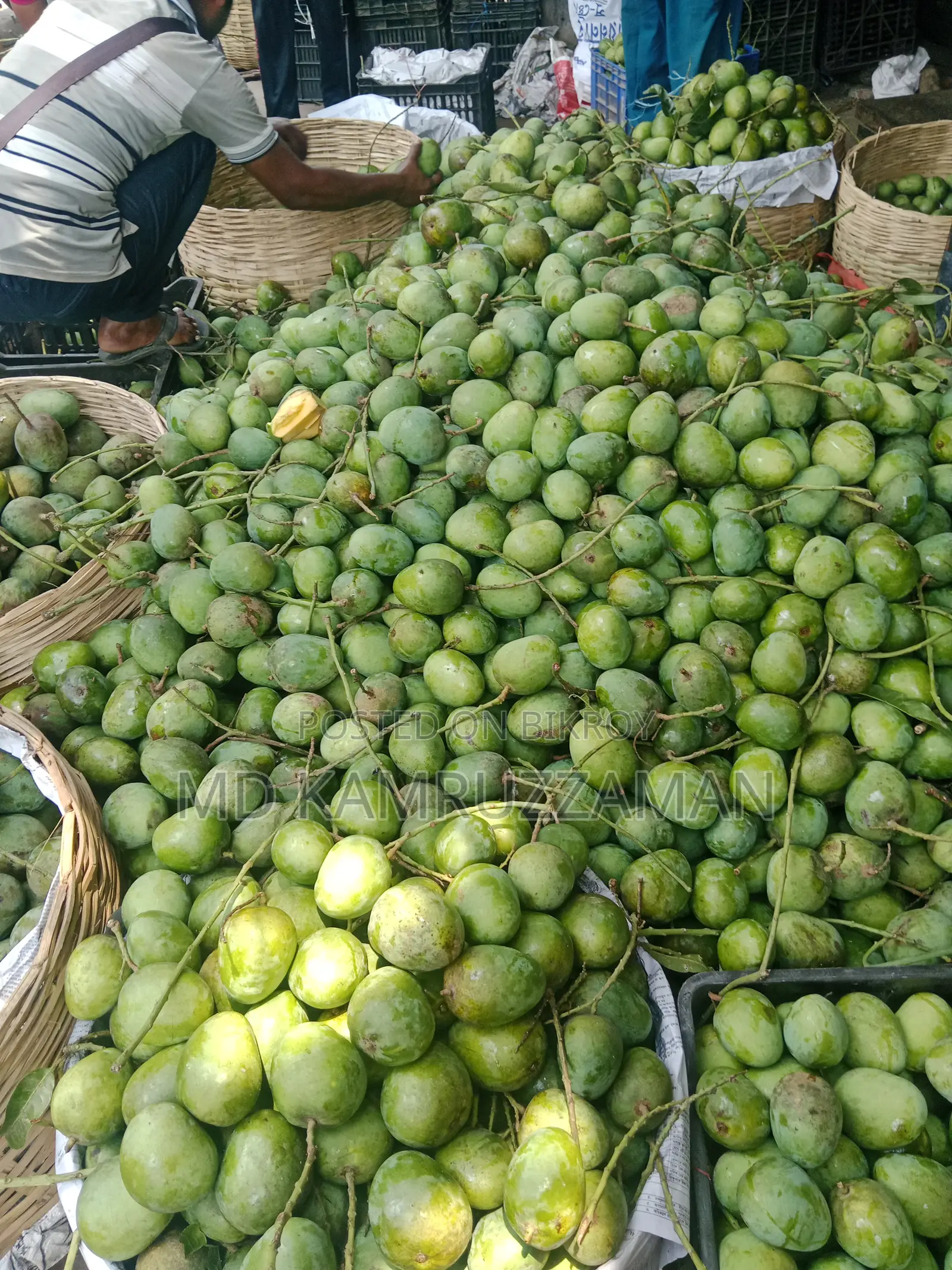 Delicious Himsagar Mangoes from Satkhira