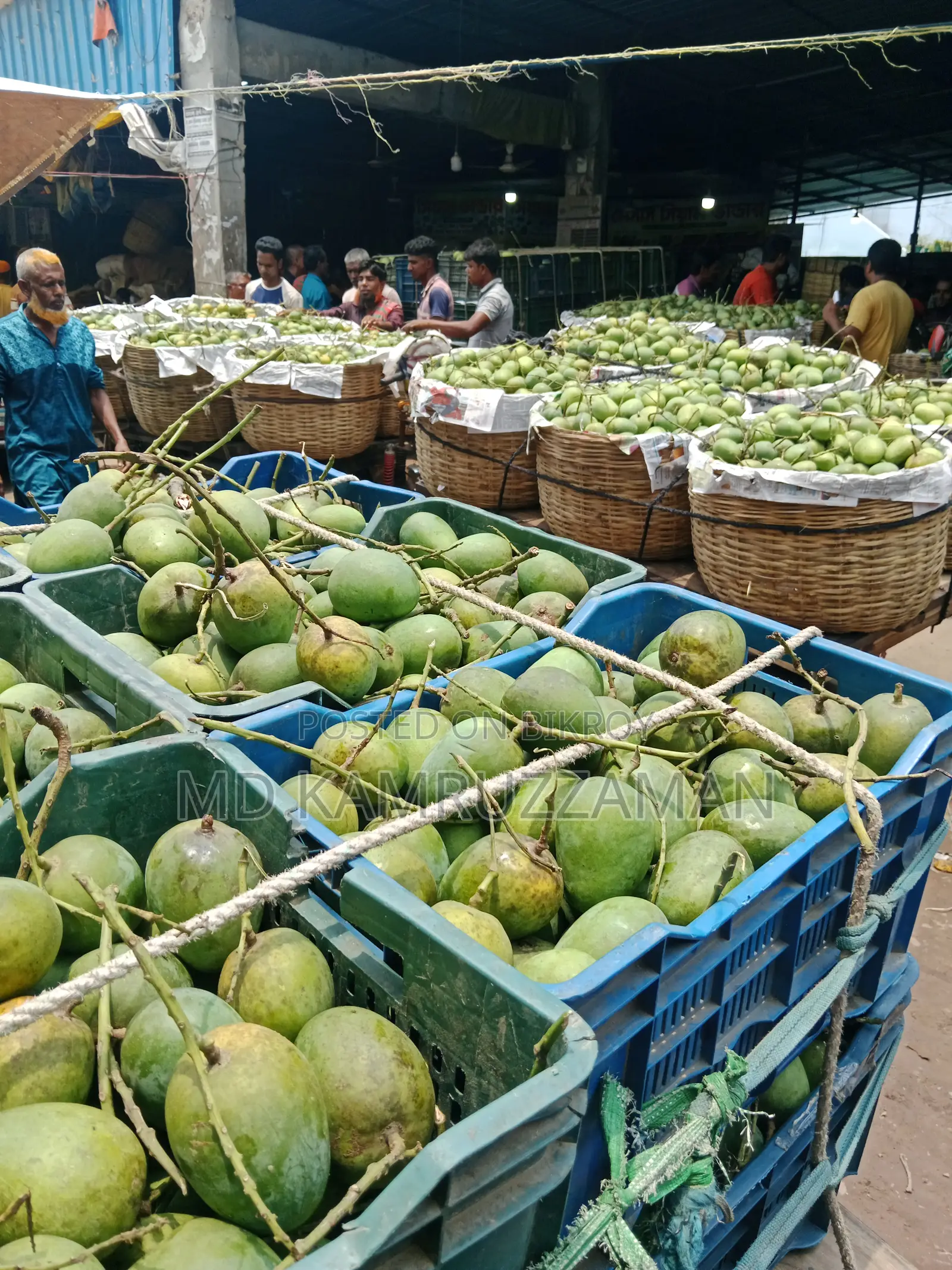 Delicious Himsagar Mangoes from Satkhira