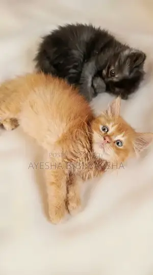 1-3 Months Male Purebred Persian