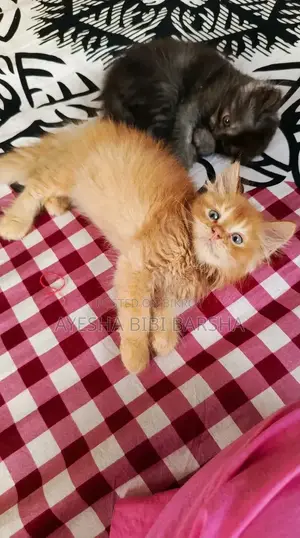 1-3 Months Male Purebred Persian