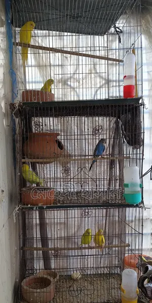 লুটিনো মাস্টার পেয়ার বাজিগর