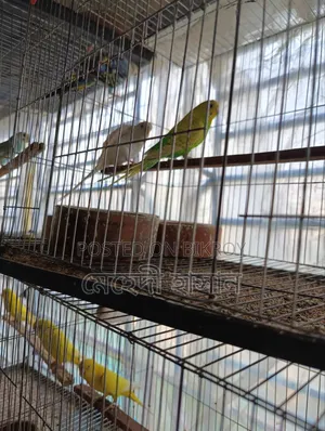 লুটিনো মাস্টার পেয়ার বাজিগর