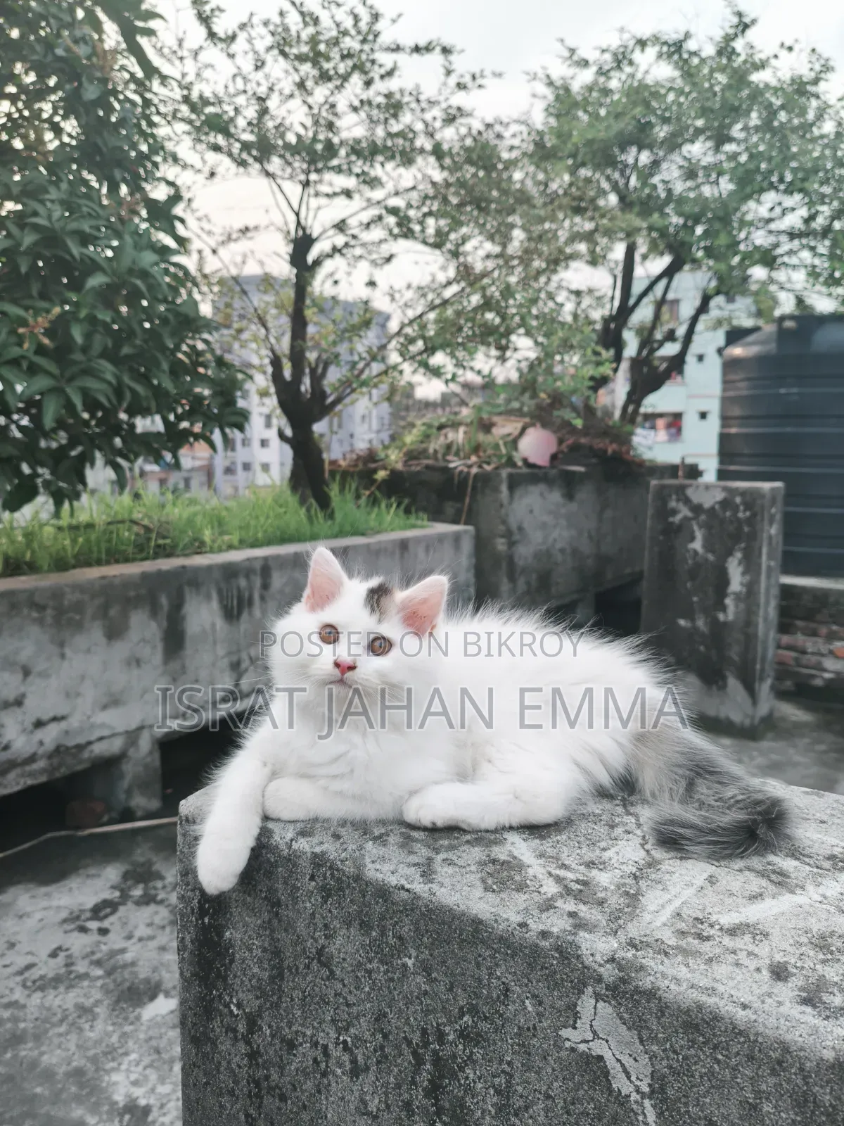 1-3 Months Male Purebred Persian