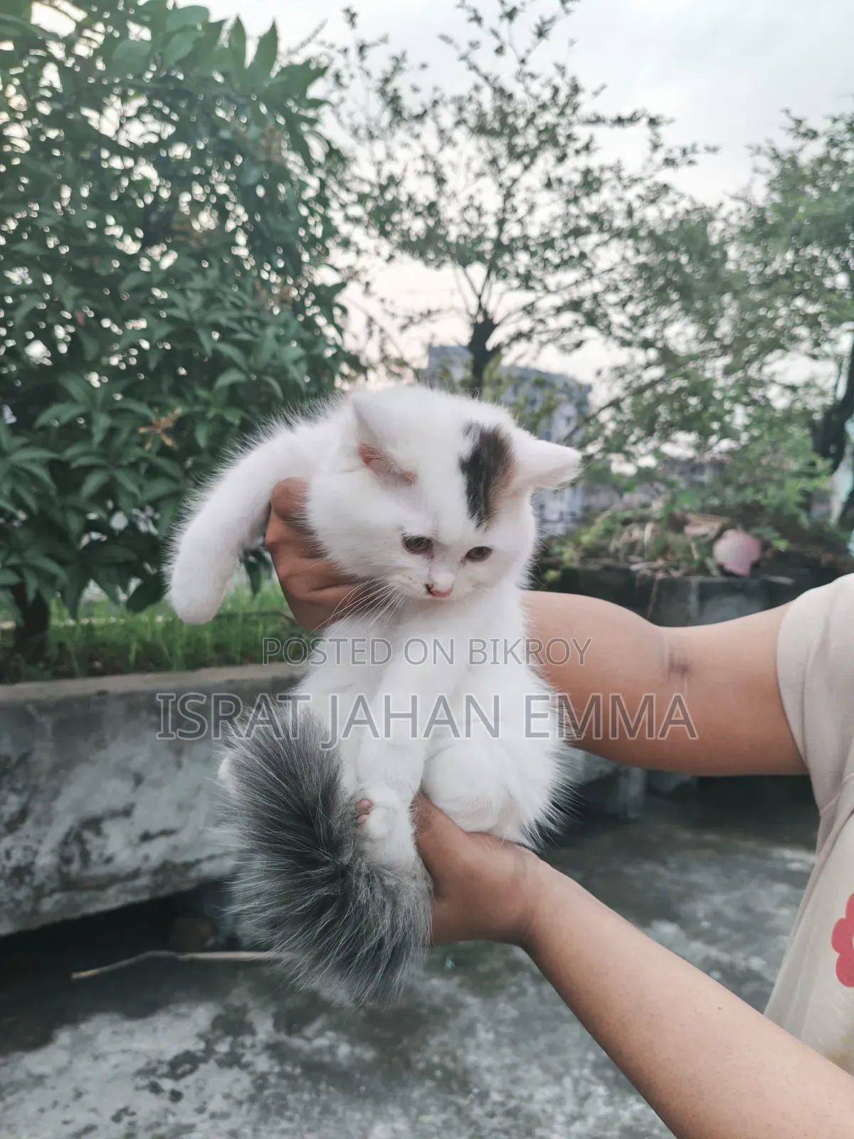 1-3 Months Male Purebred Persian