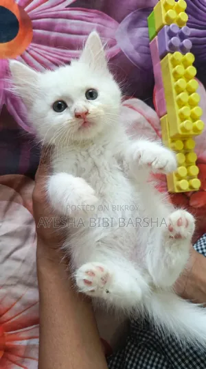 ১-৩ মাস বয়সী ফিমেল পিওরব্রেড পার্সিয়ান
