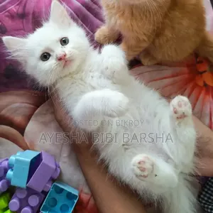 1-3 Months Female Purebred Persian