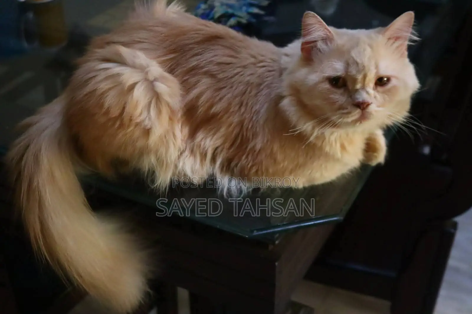 3-6 Months Male Purebred Persian
