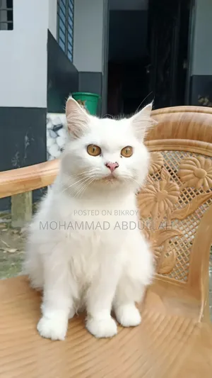6-12 Months Male Purebred Persian