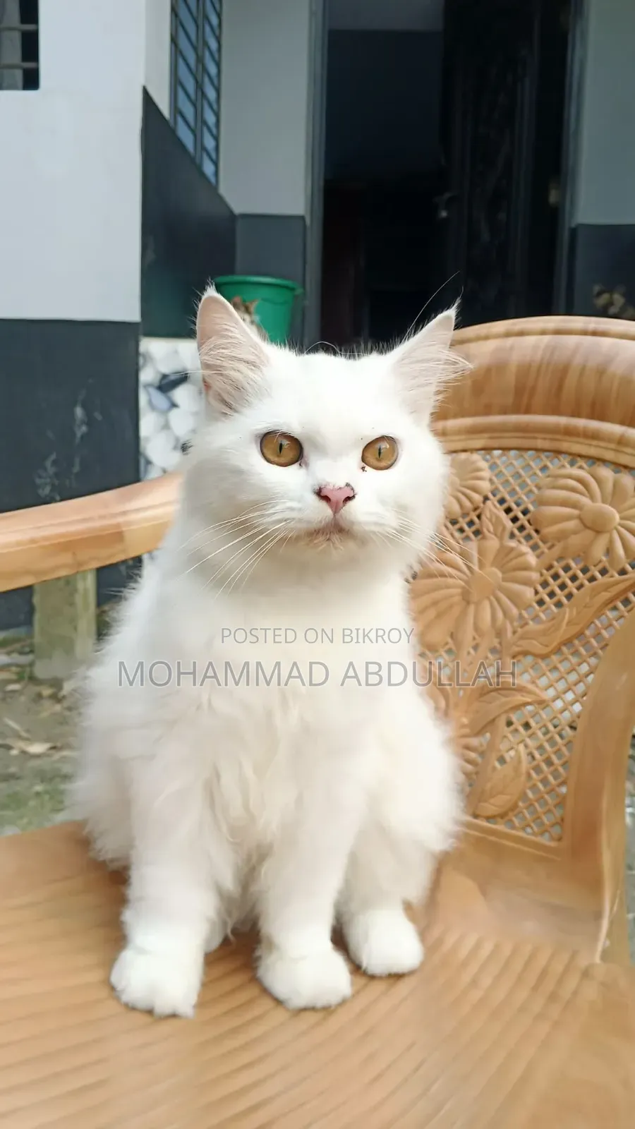 6-12 Months Male Purebred Persian