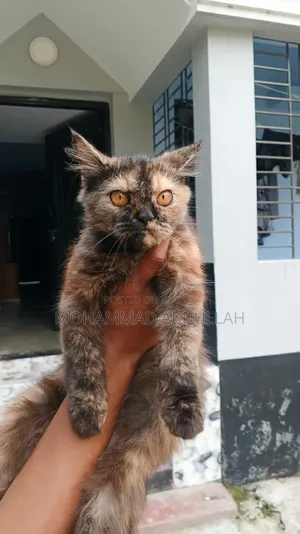৬-১২ মাস বয়সী পুরুষ পিওরব্রেড পার্সিয়ান