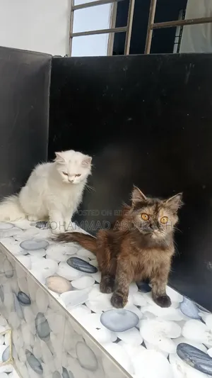 6-12 Months Male Purebred Persian