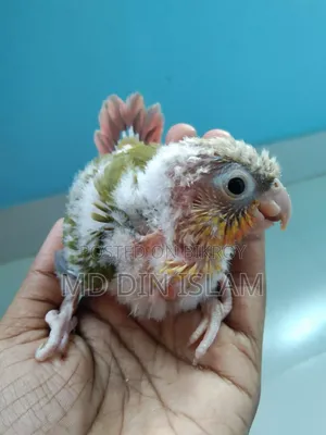 Pineapple Conure Baby