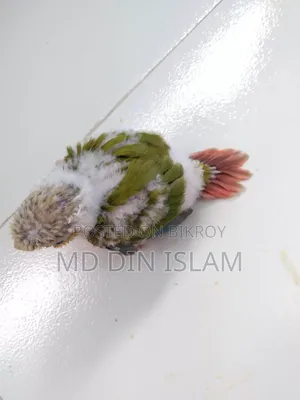 Pineapple Conure Baby