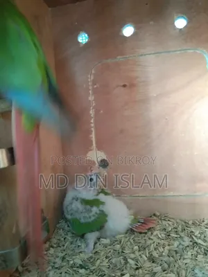Pineapple Conure Baby