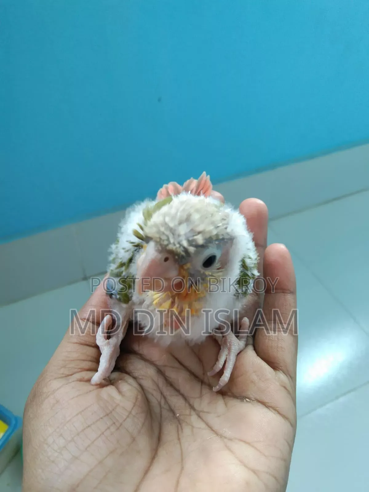 Pineapple Conure Baby